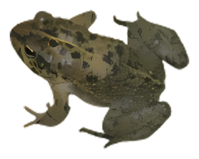 Bufo Arabicus sticker
